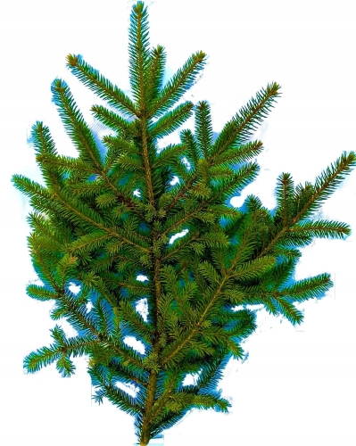 92767d874d38a81dac4233c684ca