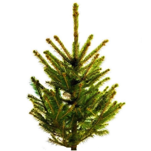 choinka polzak 2021 — kopia.jpg