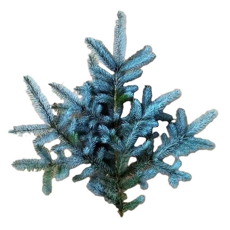 spruce branch silver.jpg