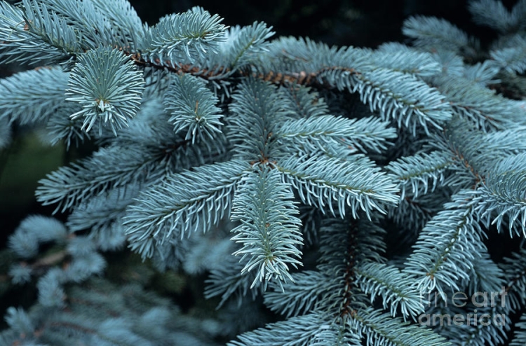 spruce branch silver 2.jpg