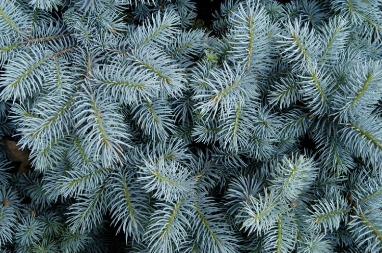 spruce branch silver 3.jpg