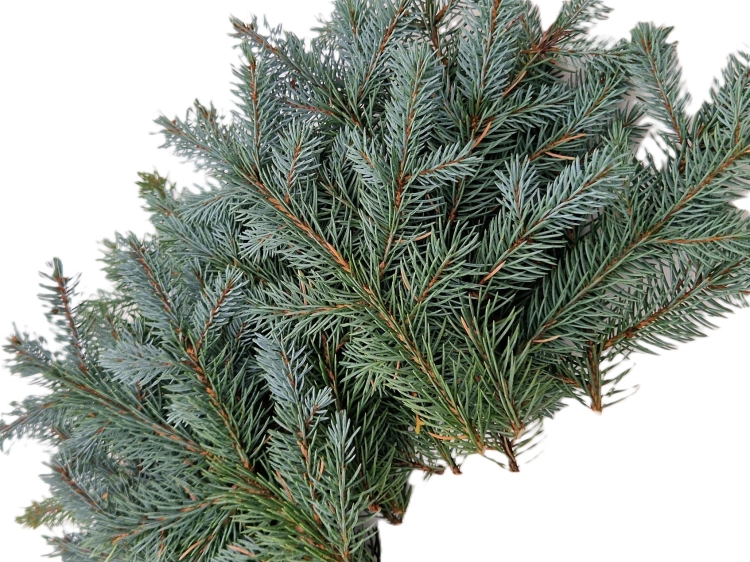 spruce branch silver 6.jpg
