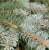 spruce branch silver 7.jpg